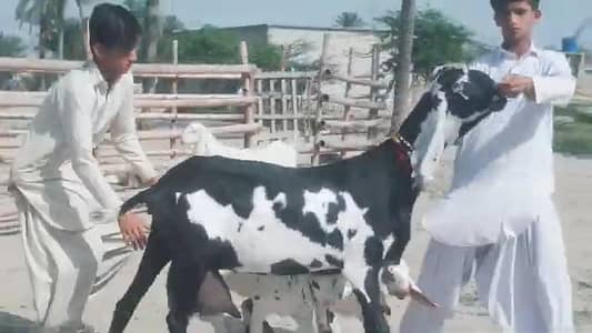 3 Bacchon Ka Sath Desi Bakri For Sale/03226643435