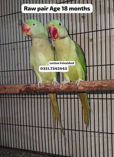 Raw pair Rs 27000