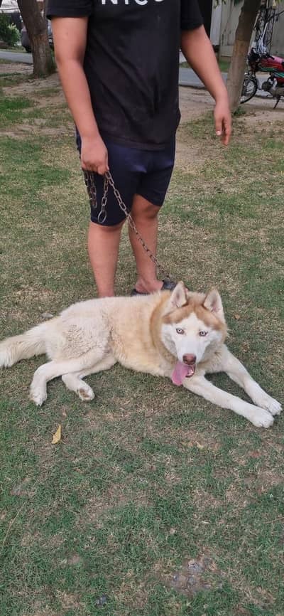Siberian Husky non pedigree