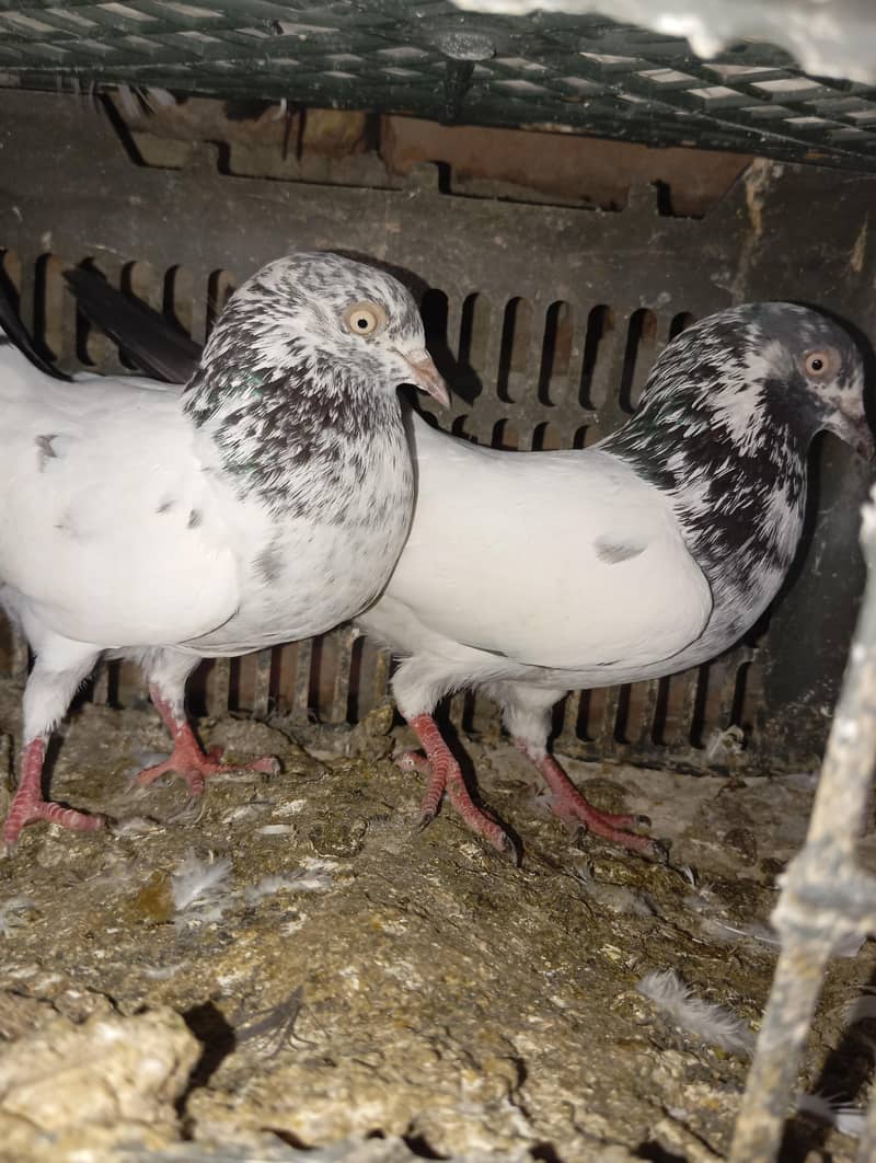 breading 13