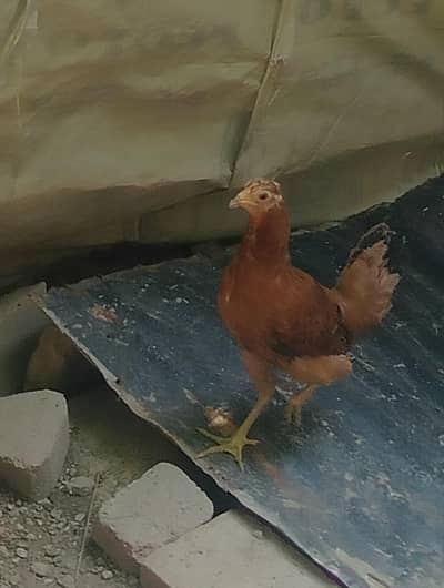 Desi golden pathi