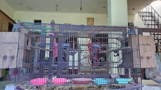 bird cage and parrot box