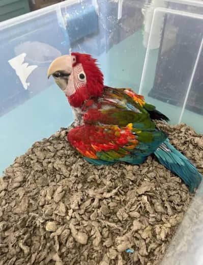 Red macaw parrot for sale 2 month age Whatsapp no 03291198929