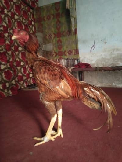 pure kamaliya murga long hait me 03209423858 wathap nambr