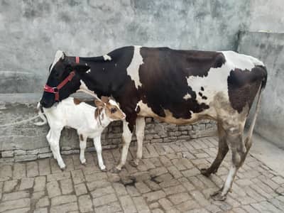 cow pure ferzion