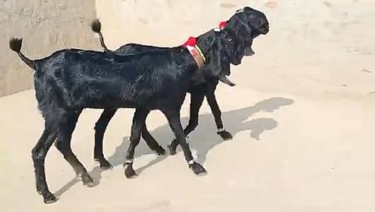 desi bakri for sale WhatsApp= 03226643435