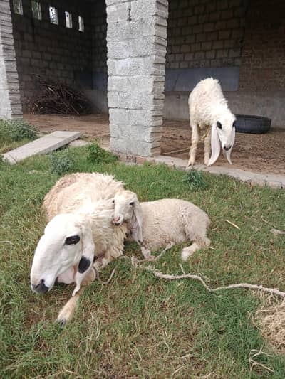 Sheep | Kajla | Dumba | Goat | بکری | دنبہ