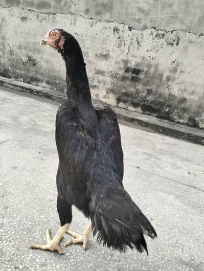 Black or Lakha Shamo chicks available