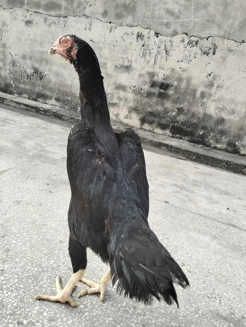 Sale Sale Sale Black or Lakha Shamo chicks available