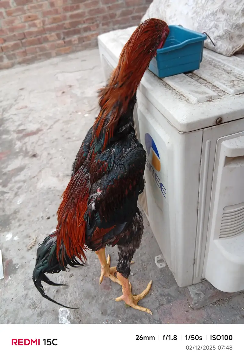 Sale Sale Sale Black or Lakha Shamo chicks available — photo 2