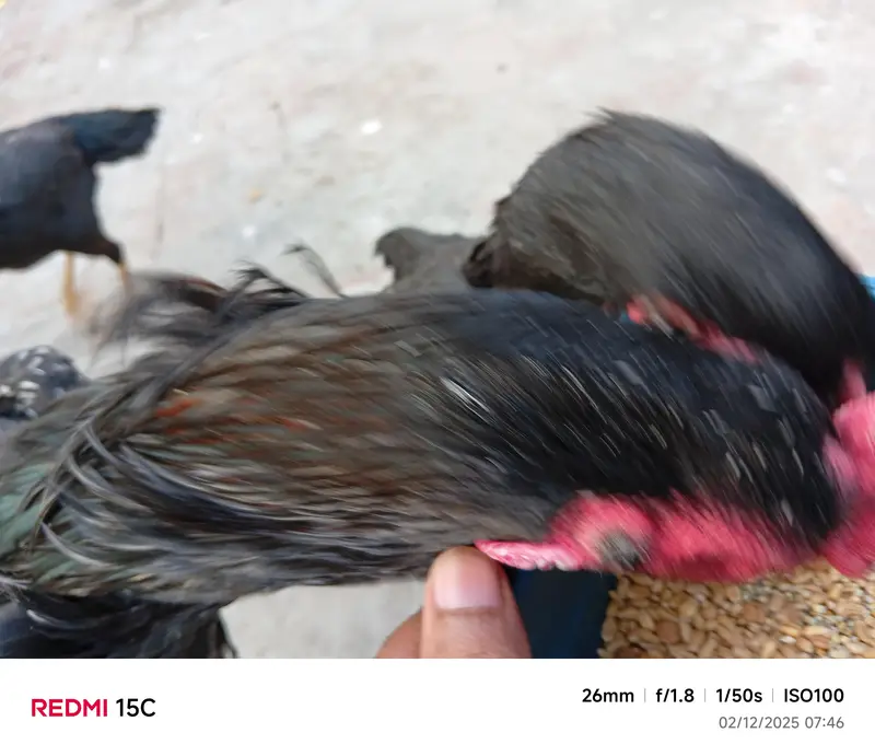 Sale Sale Sale Black or Lakha Shamo chicks available — photo 3