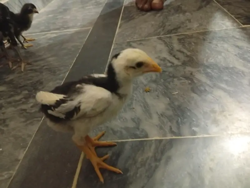 Sale Sale Sale Black or Lakha Shamo chicks available — photo 5