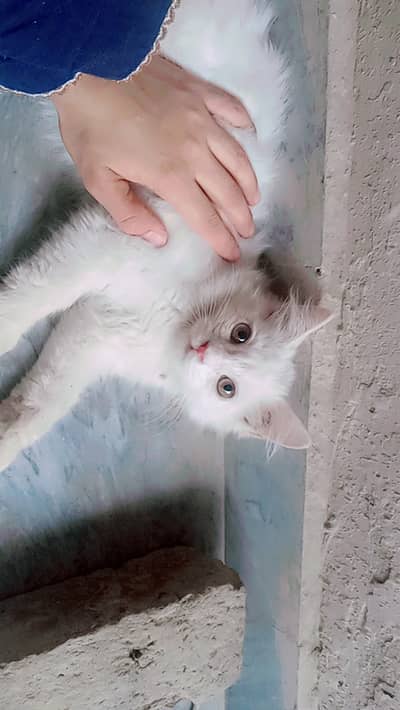 Persian kitten available for sale with free eye drops and naubelizer