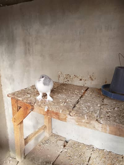 pigeon