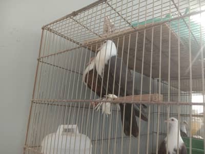 Mix Breeders Pair