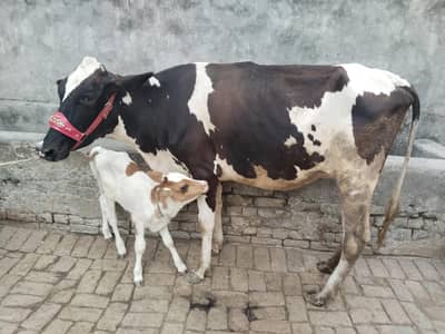 cow pure ferzion mou sa 4 dant