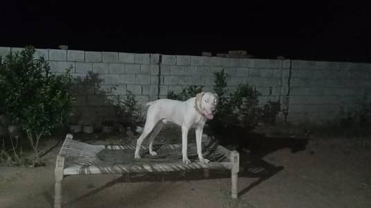 bully gultair dog 