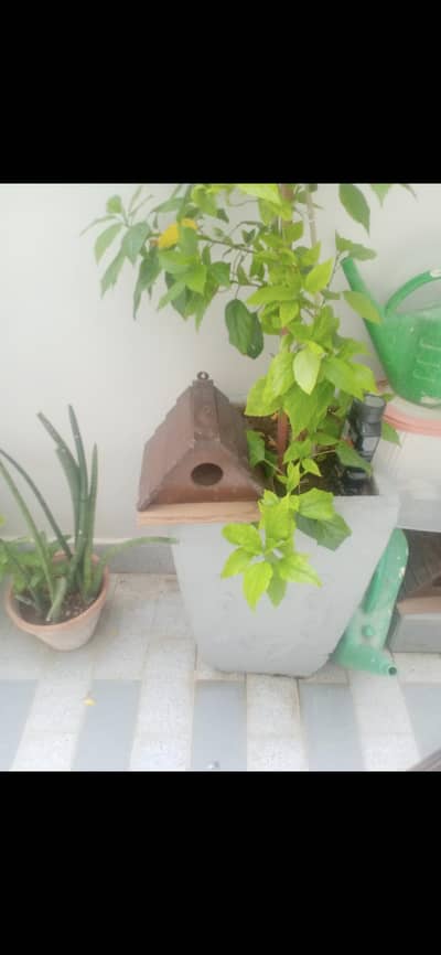 woden bird houses
