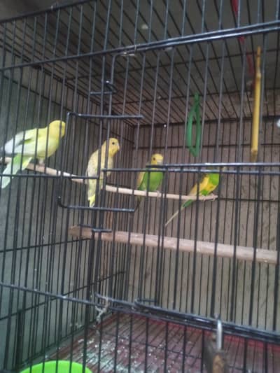 Australian parrot 1 pair and 2 three months parrot