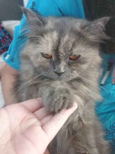 Cat for adoption