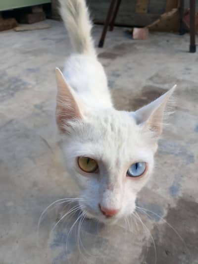 persian