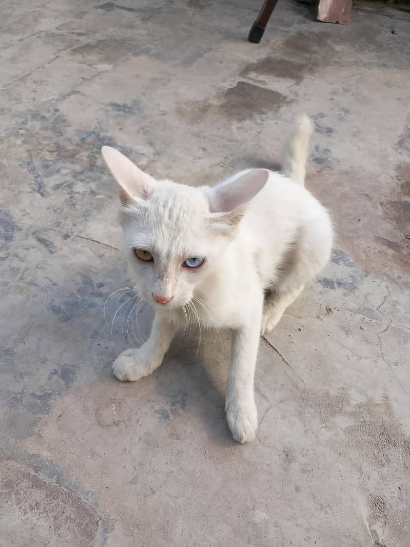 persian 1