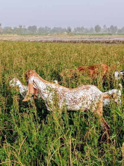 Makhi cheena bakra for sale