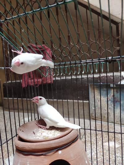 Java finches