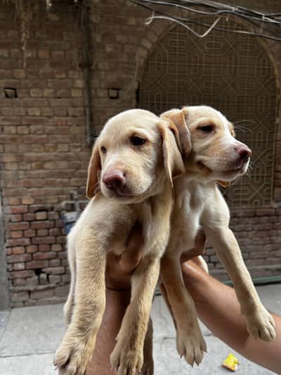 Dudely Labrador Puppies | Pink nose rare color | 45 days age
