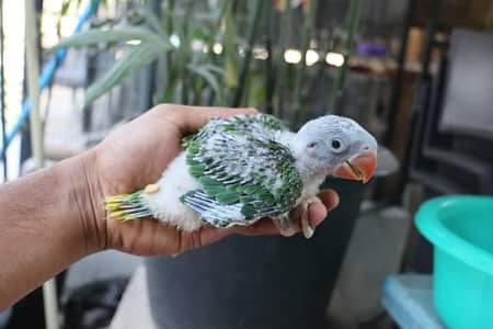 Kashmiri Jumbo Size Raw Chicks Talking Parrots