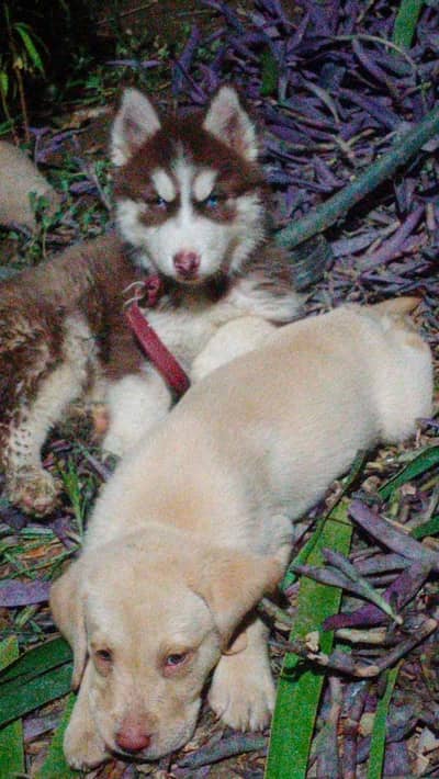 Siberian Husky puppy | husky dog | labra puppy