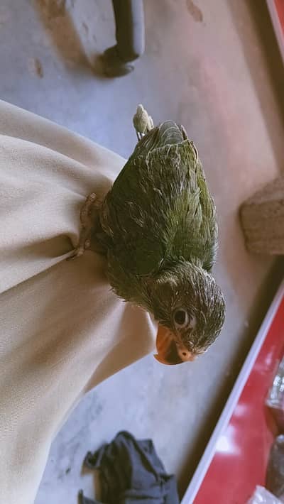 parot for sale