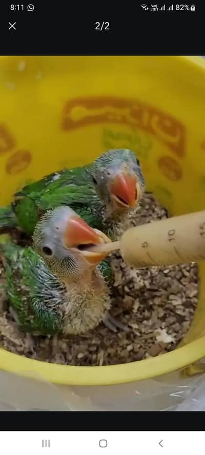 parrot chicks