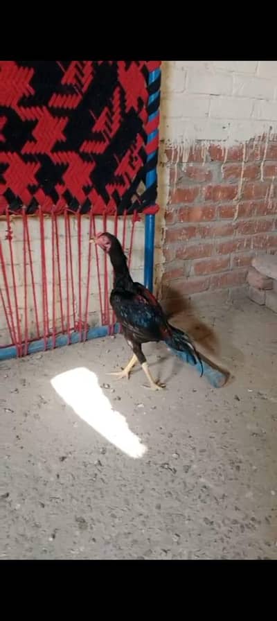 aseel Sindhi arjent sale