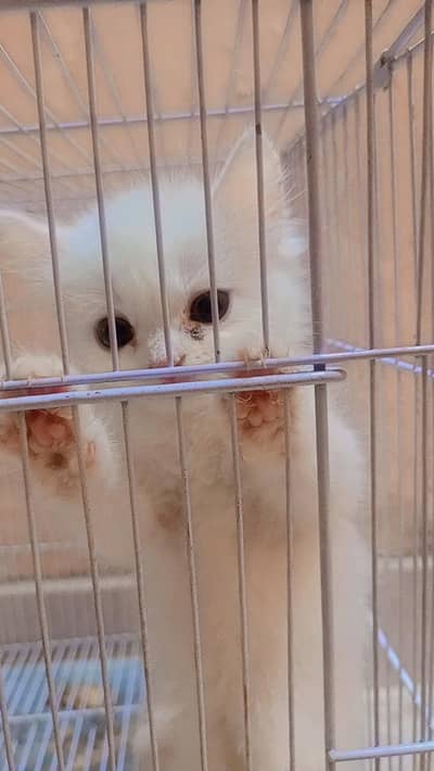 white person triple coat kitten 1 month old Rs 5000