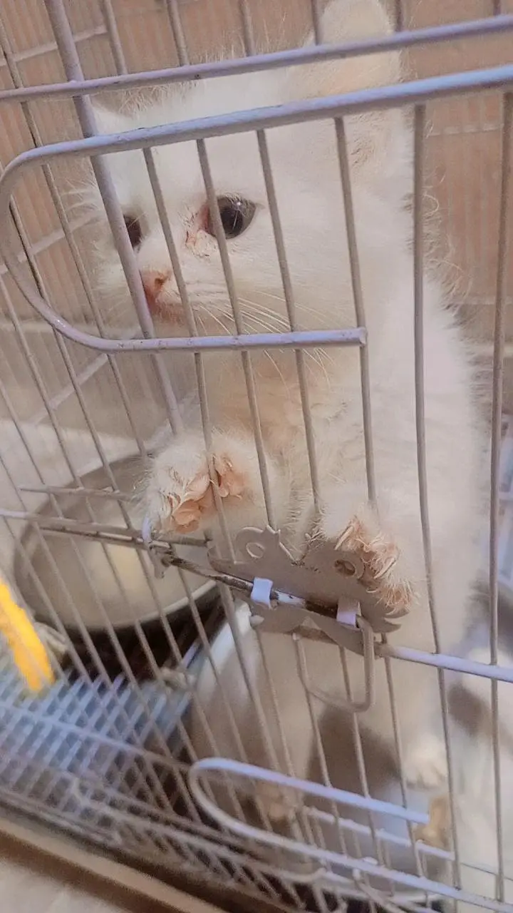 white person triple coat kitten 1 month old Rs 5000 — photo 2