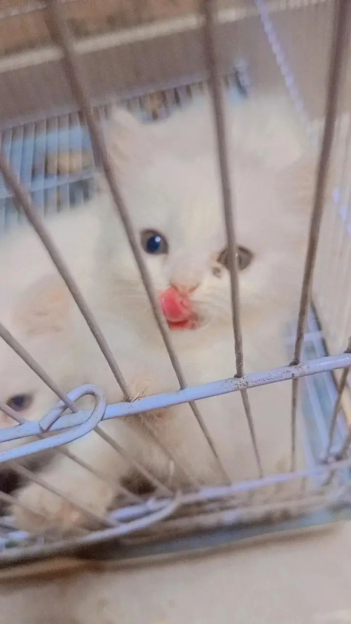 white person triple coat kitten 1 month old Rs 5000 — photo 3