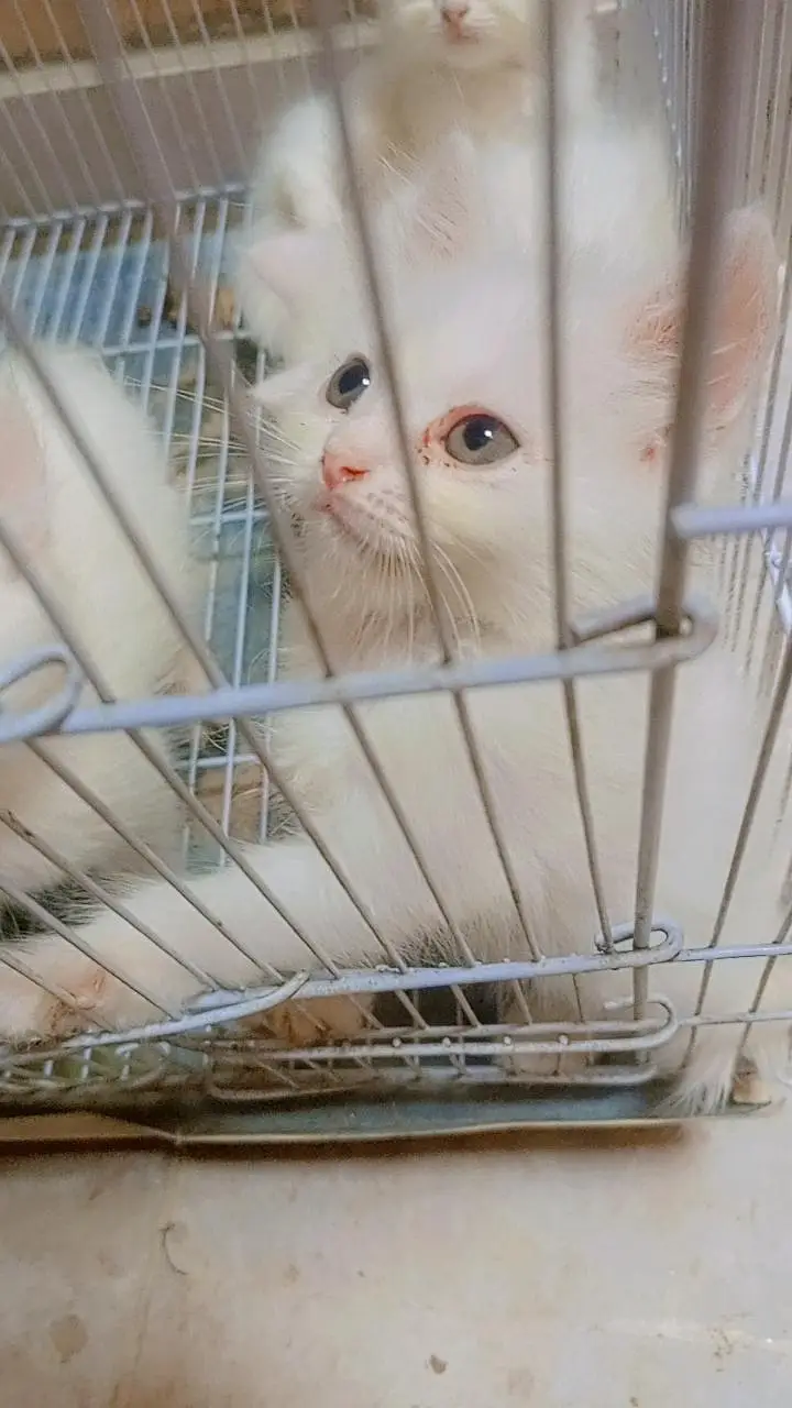 white person triple coat kitten 1 month old Rs 5000 — photo 4