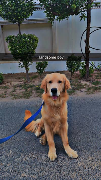 PURE GOLDEN RETRIEVER PEDIGREE | ADULT