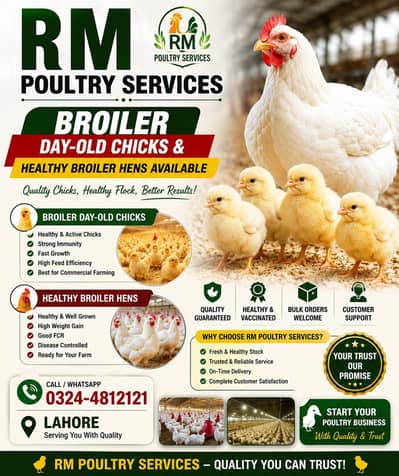 Broiler Chicks & Hens Available