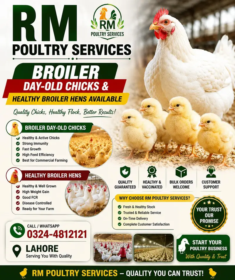 Broiler Chicks & Hens Available
