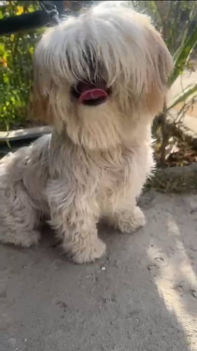 shihzoo female for sale age 2 years