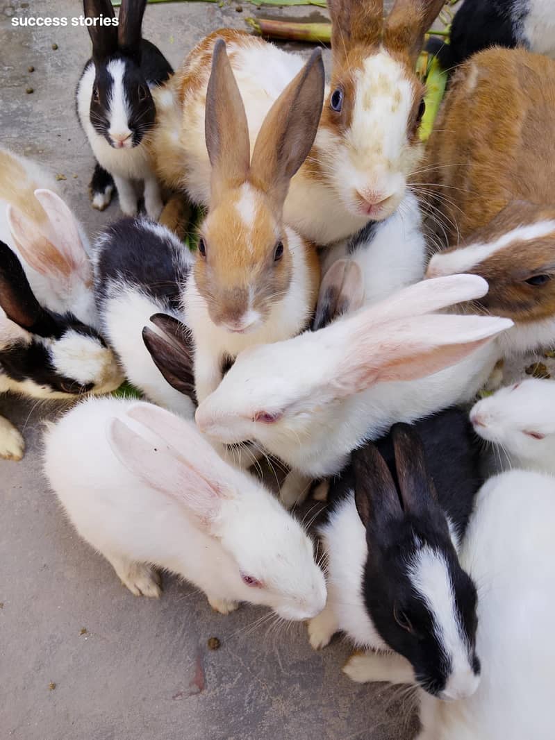 خوبصورت خرگوش دستیاب ہیں 0