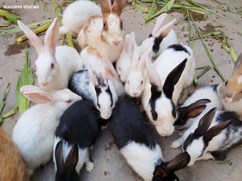 خوبصورت خرگوش دستیاب ہیں 1