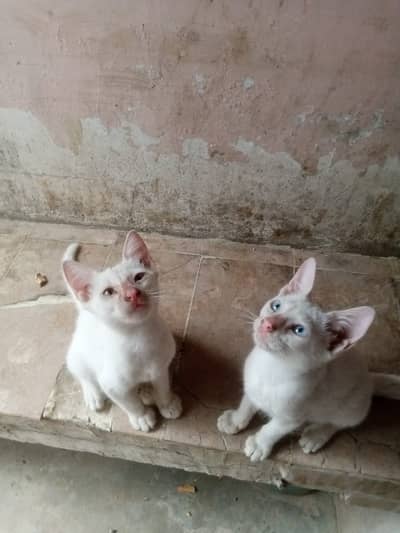 2 cute cat kittens adoption karachi