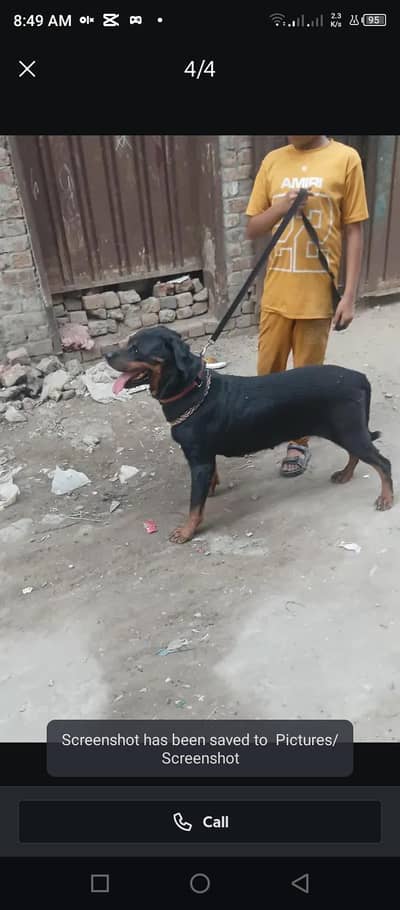 rottweiler bitch