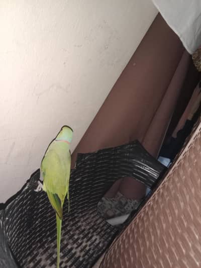 green parrot
