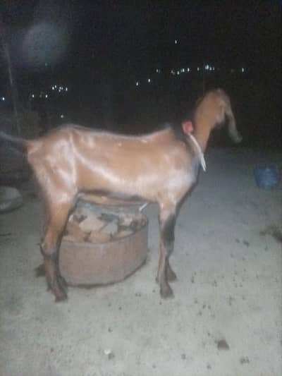 bakra for sale ( sadqa k liay )