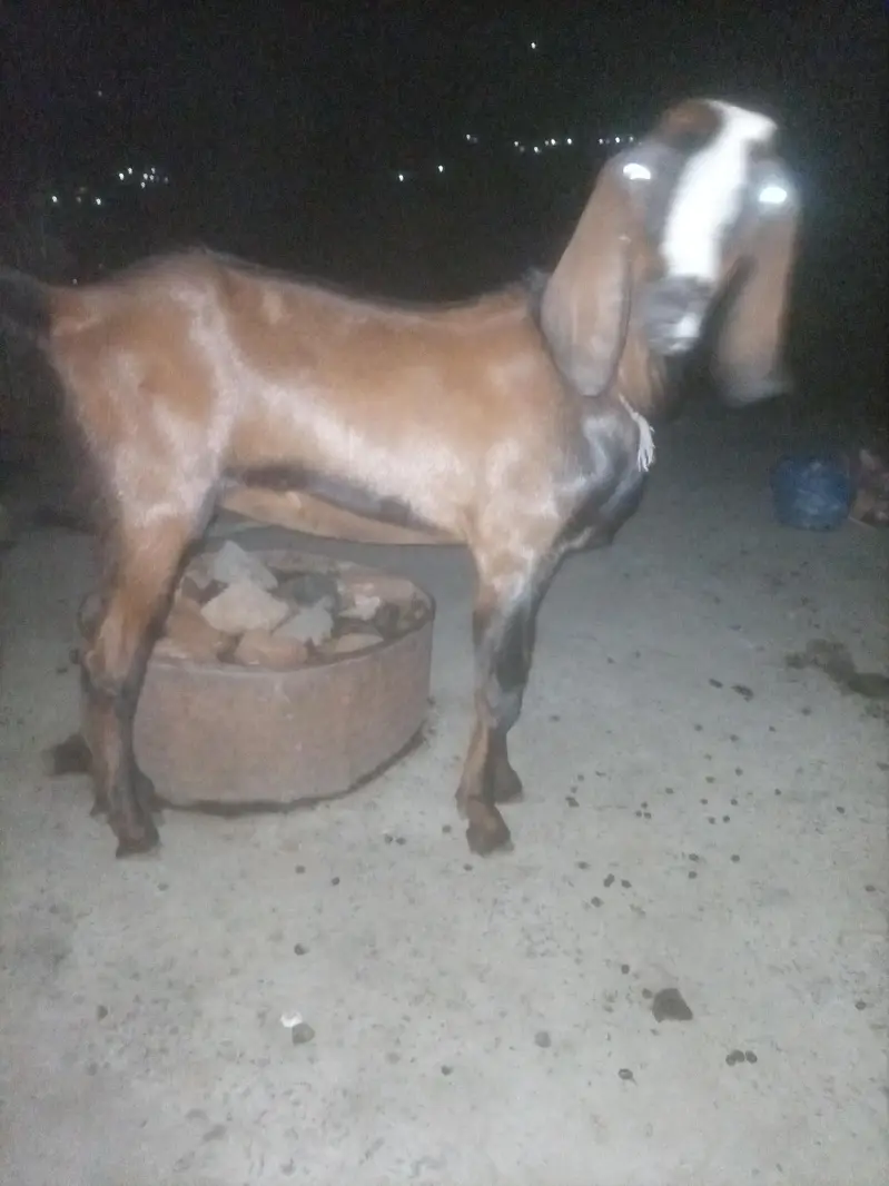 bakra for sale ( sadqa k liay ) — photo 2