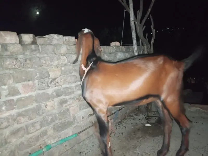 bakra for sale ( sadqa k liay ) — photo 3